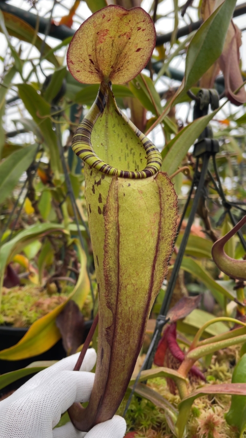 N. spectabilis x ‘Viking’ - assorted clones