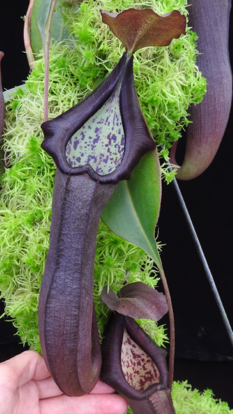 N. maxima x ramispina – best selected clone