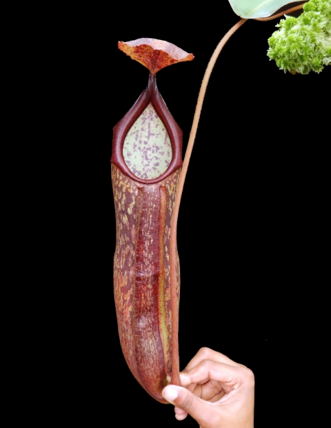 N. peltata x samudera - assorted clones