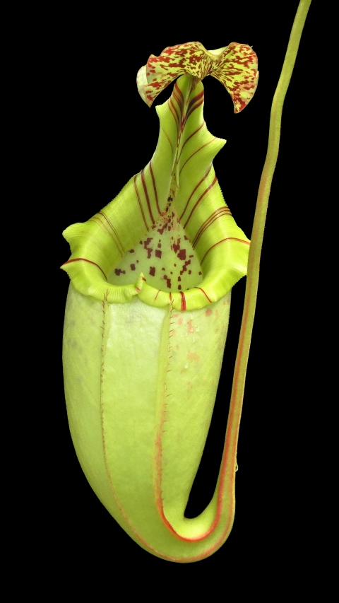 N. burbidgeae x veitchii