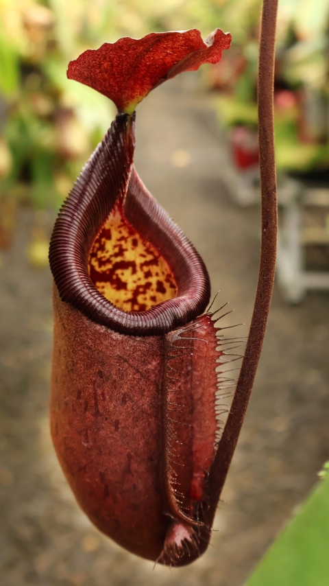 N. robcantleyi x palawanensis