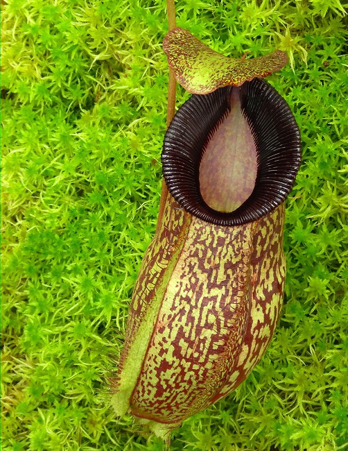 N. (aristolochioides x spectabilis) x hamata ‘Lumut’