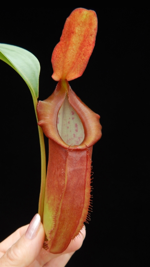 N. spathulata x dubia – assorted clones