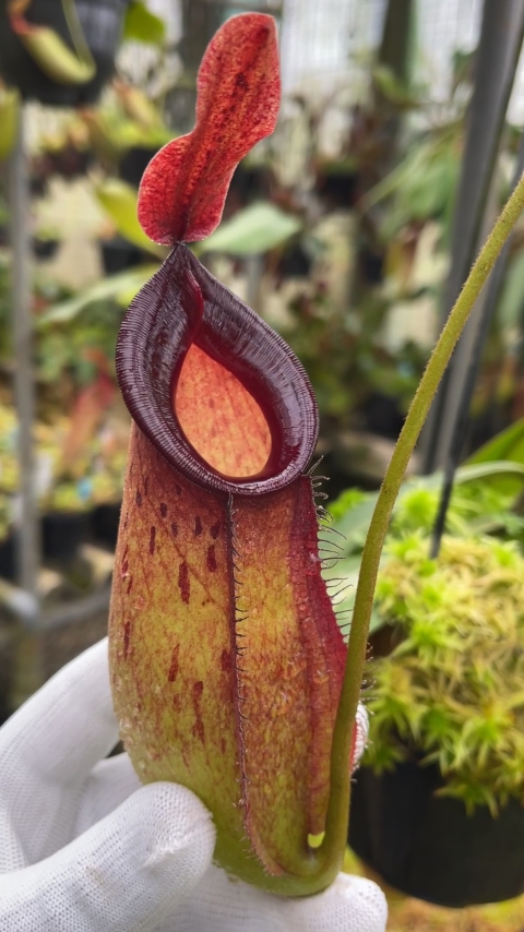 N. ampullaria x zakriana - selected clone # 3