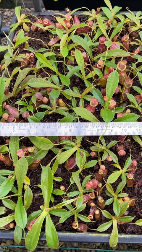 N. spathulata x tenuis - assorted clones