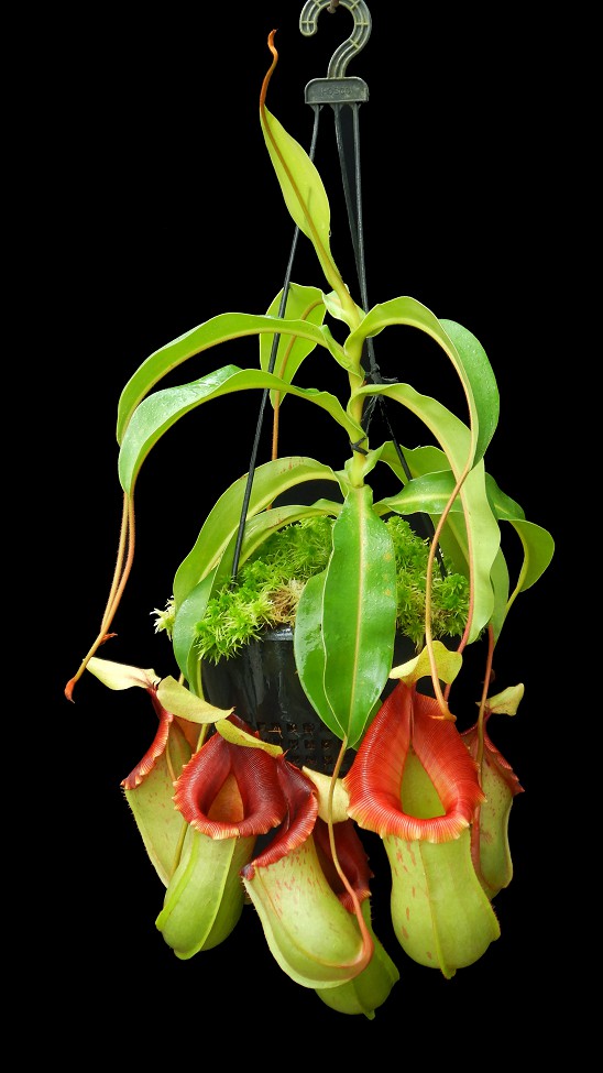 N. veitchii x ventricosa – assorted clones