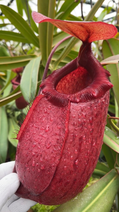 N. sibuyanensis x merrilliana – selected clones