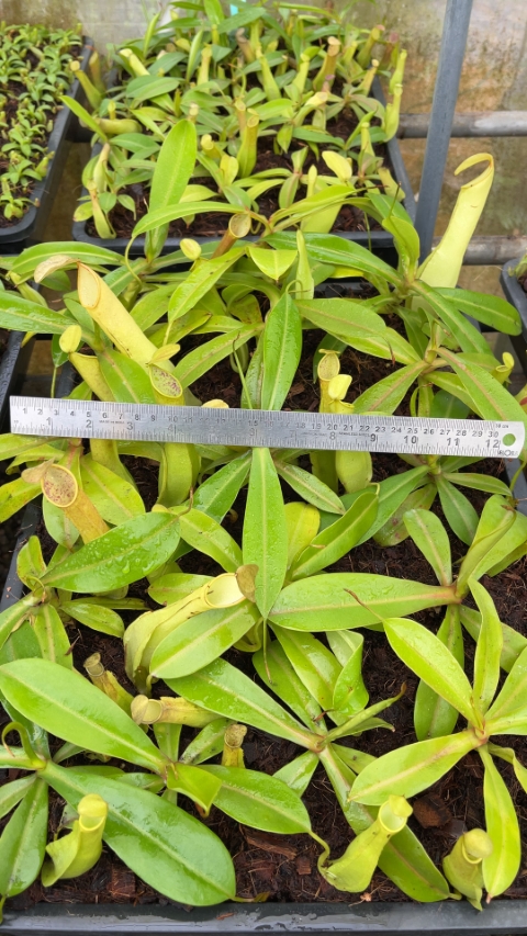 N. reinwardtiana – assorted clones