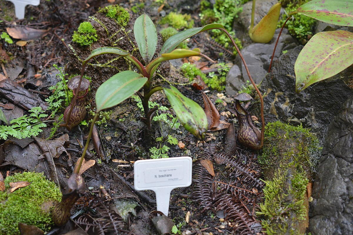 Nepenthes Boschiana
