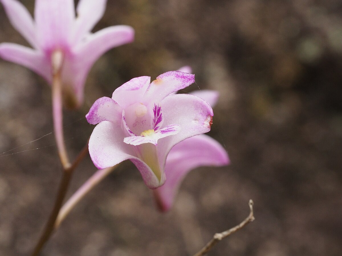 Dendrobium kingianum