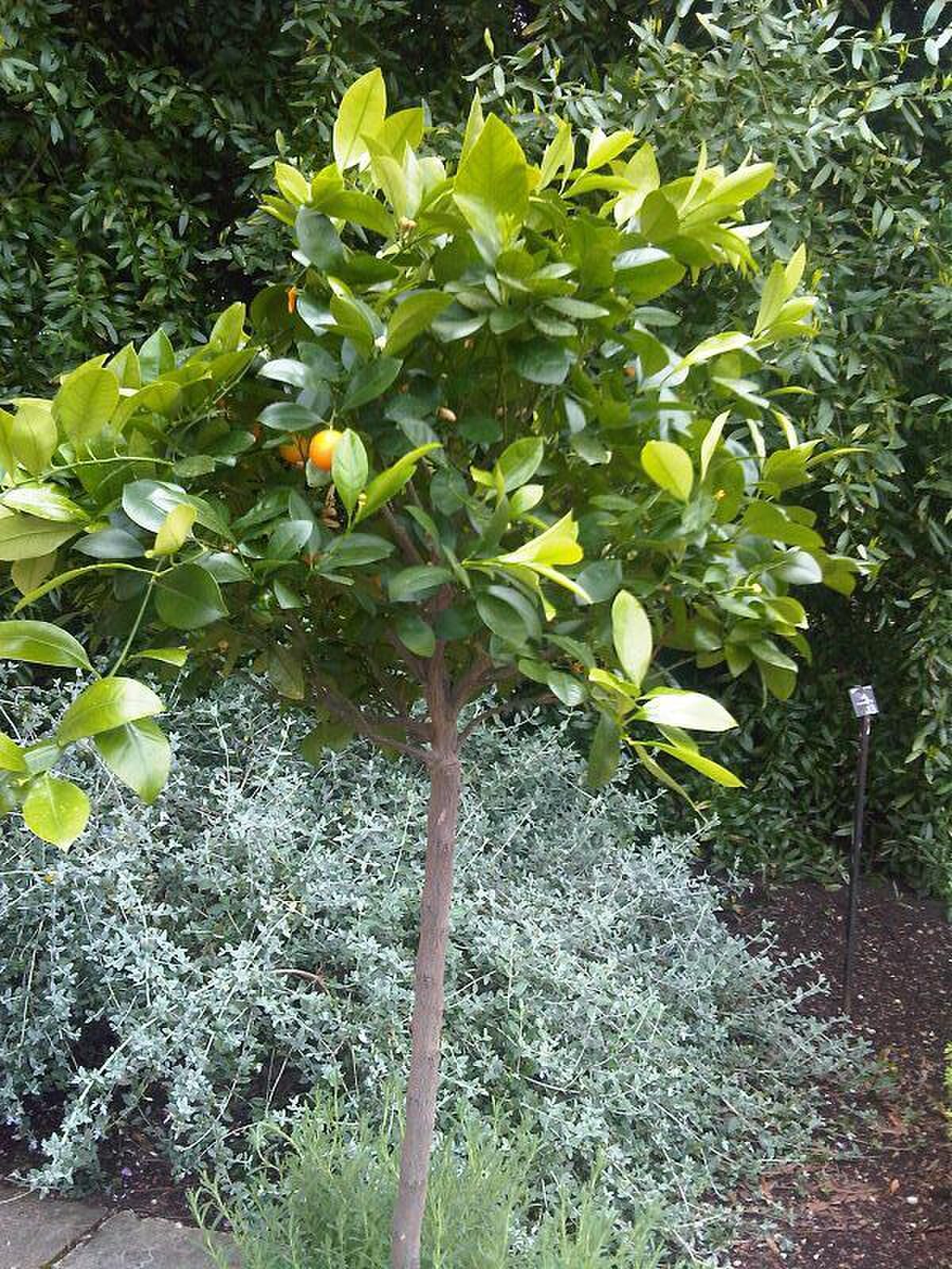 Citrus sinensis