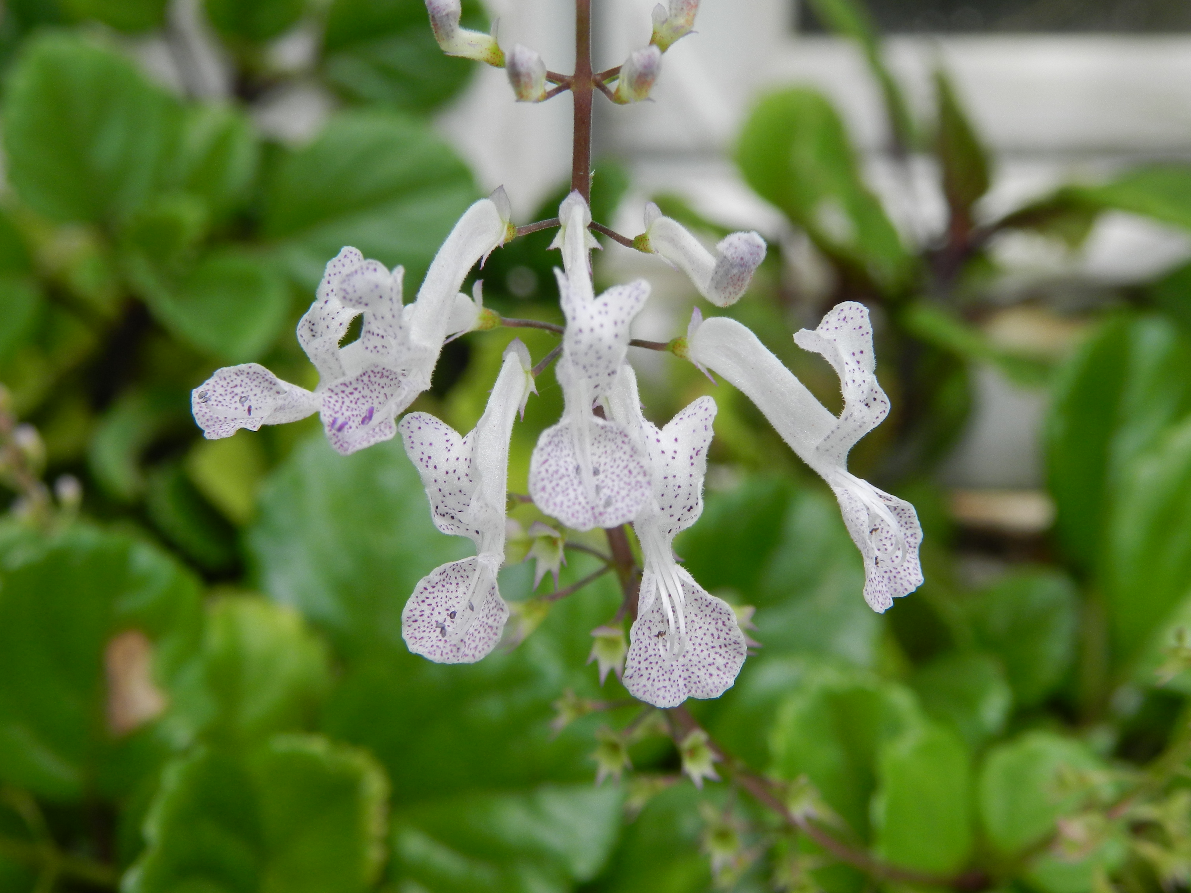 Plectranthus tomentosa