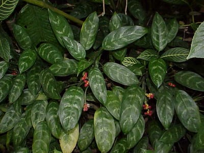 Aglaonema night
