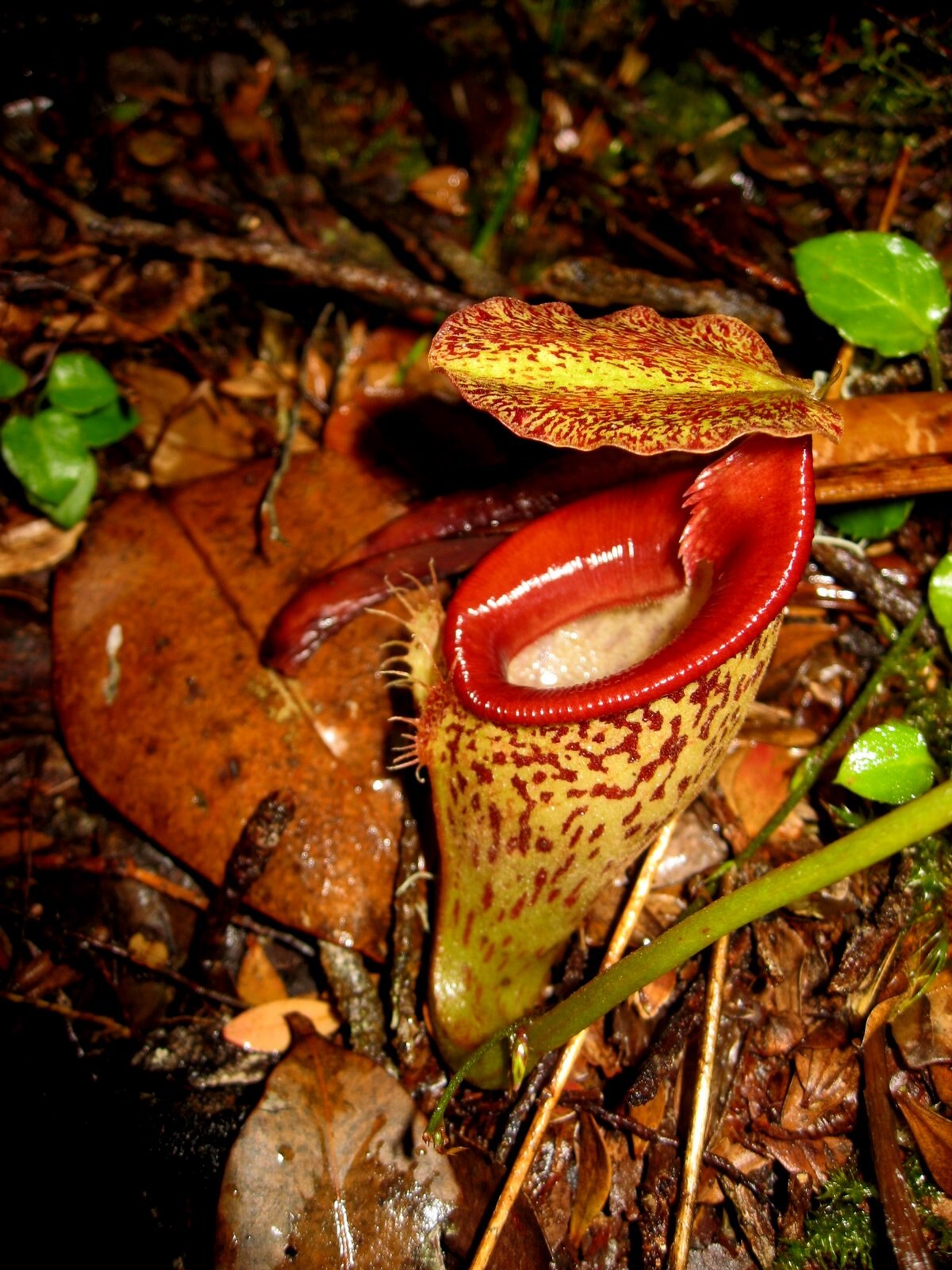 Nepenthes Talangensis