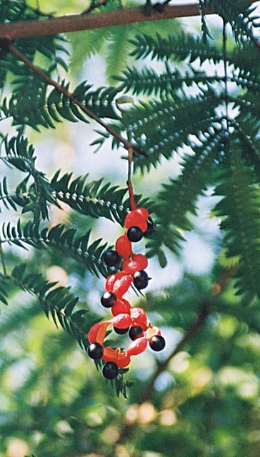 Cojoba arborea