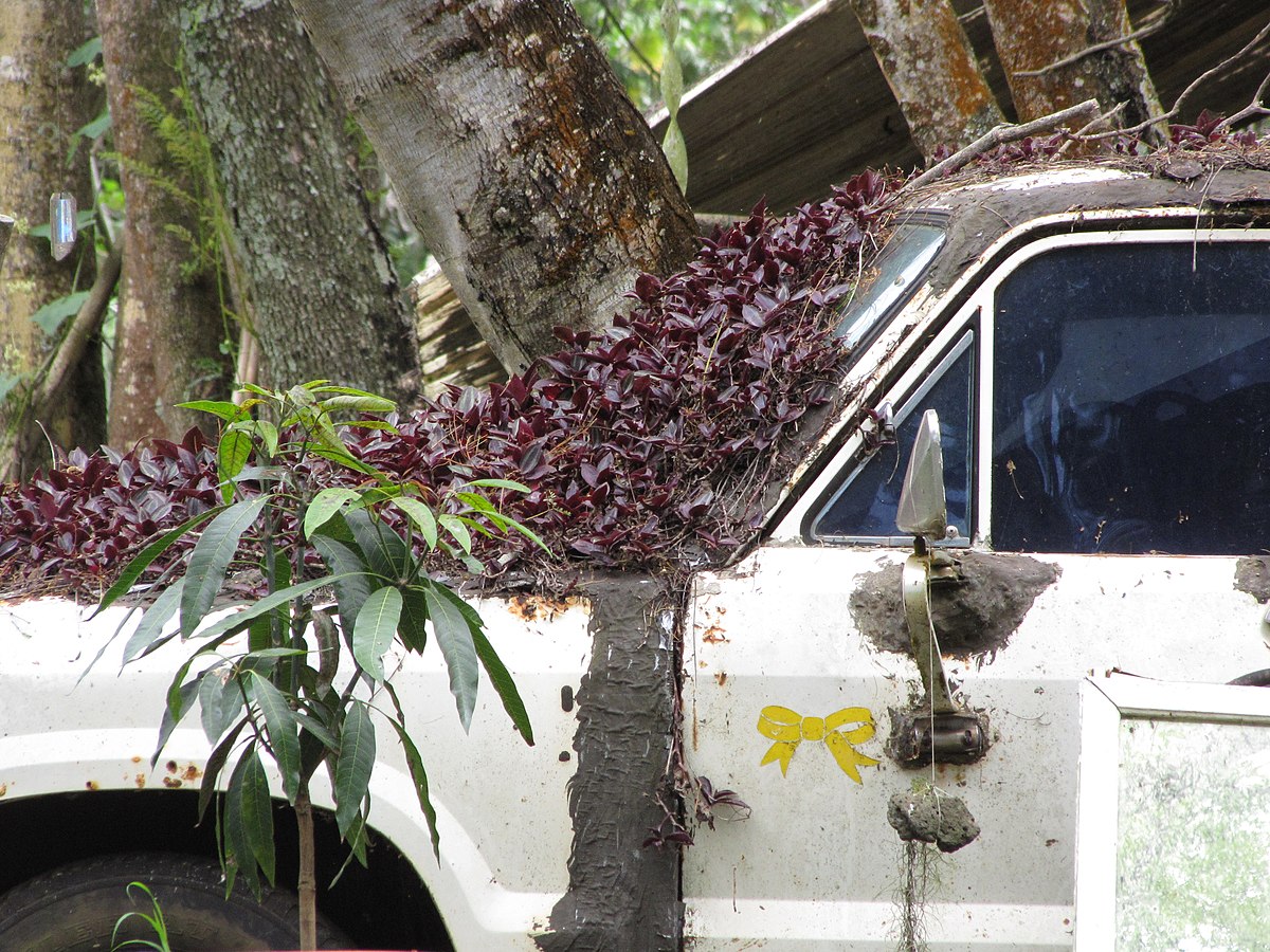 Tradescantia zebrina