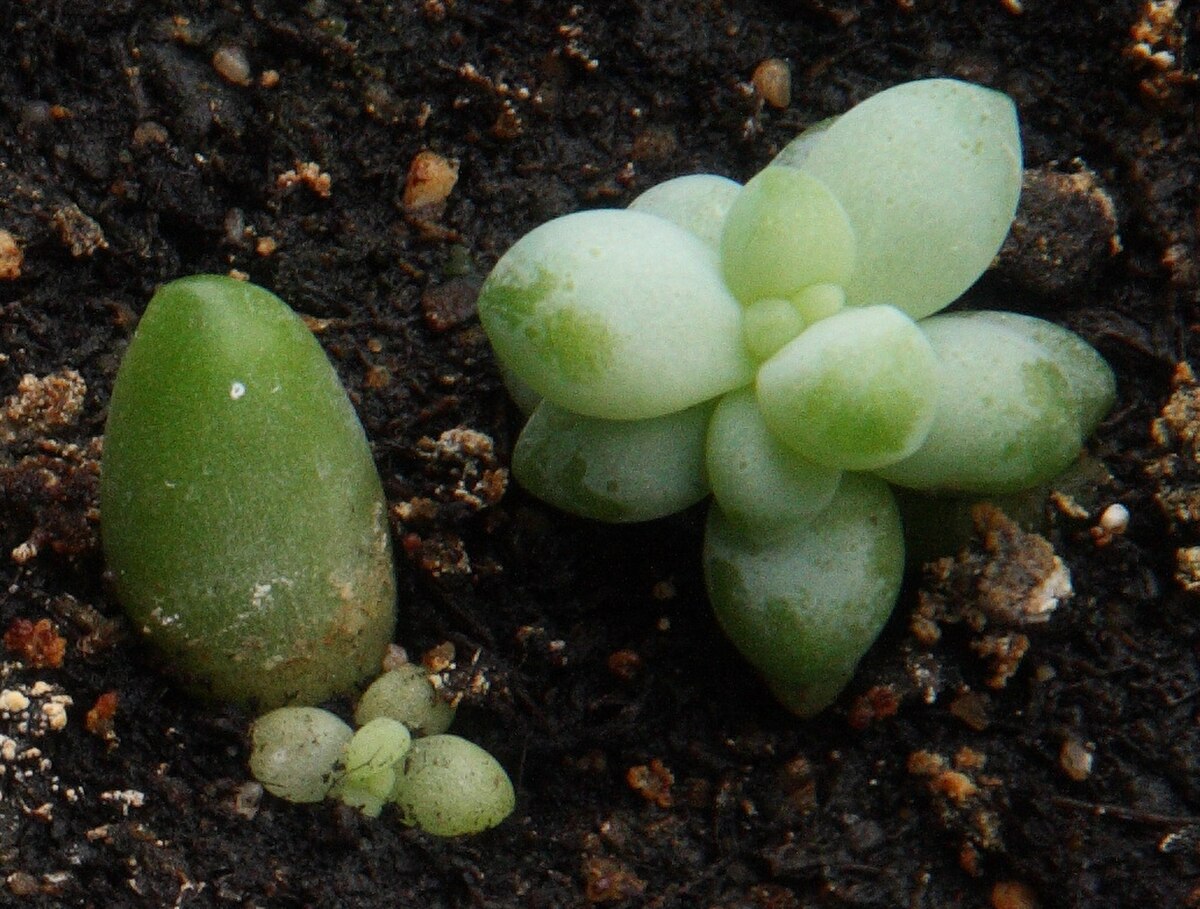 Sedum morganianum
