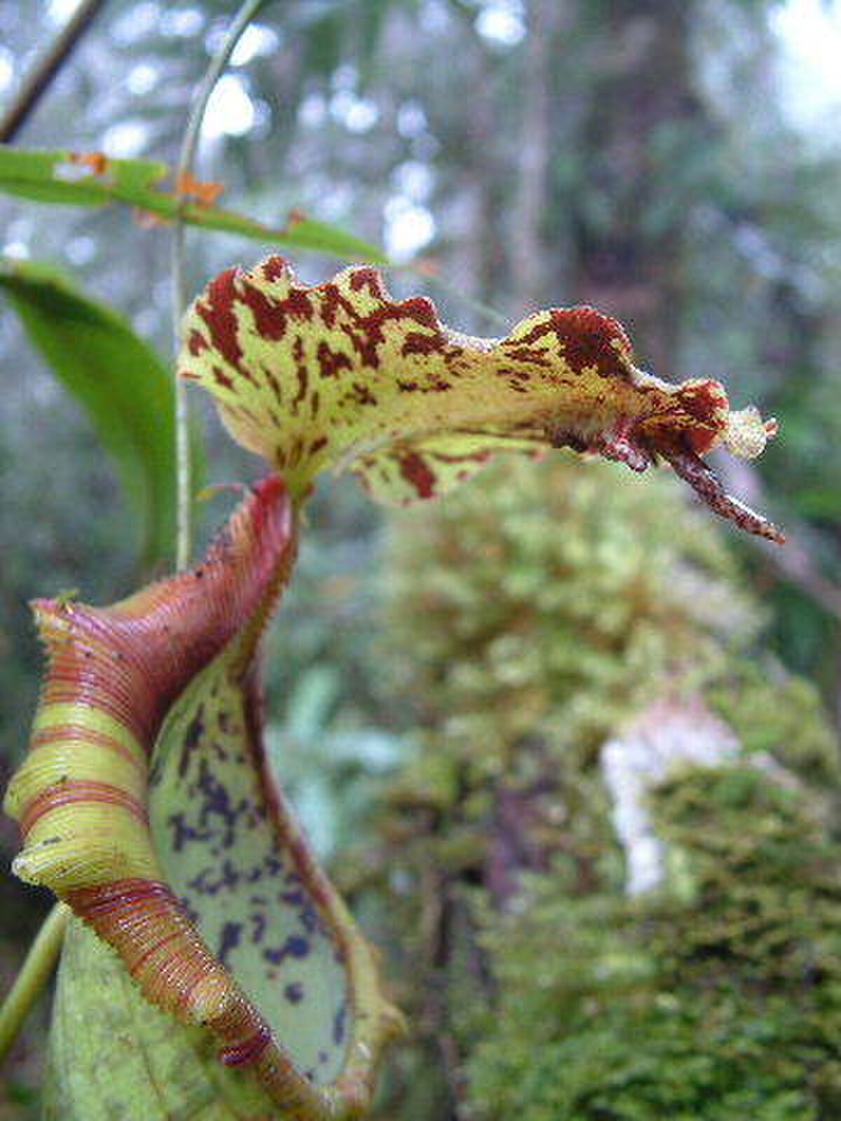 Nepenthes naga