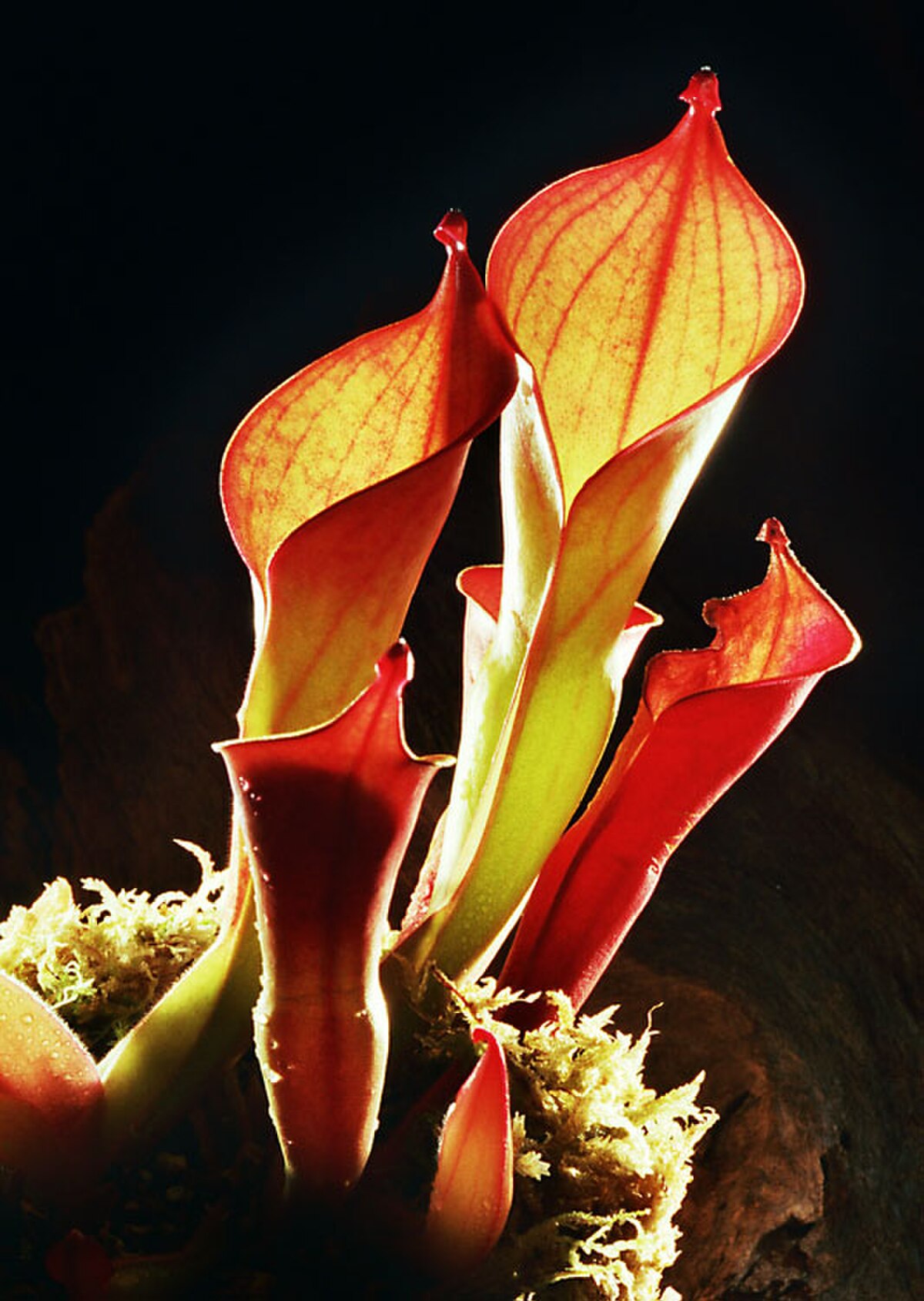 Heliamphora ionasi