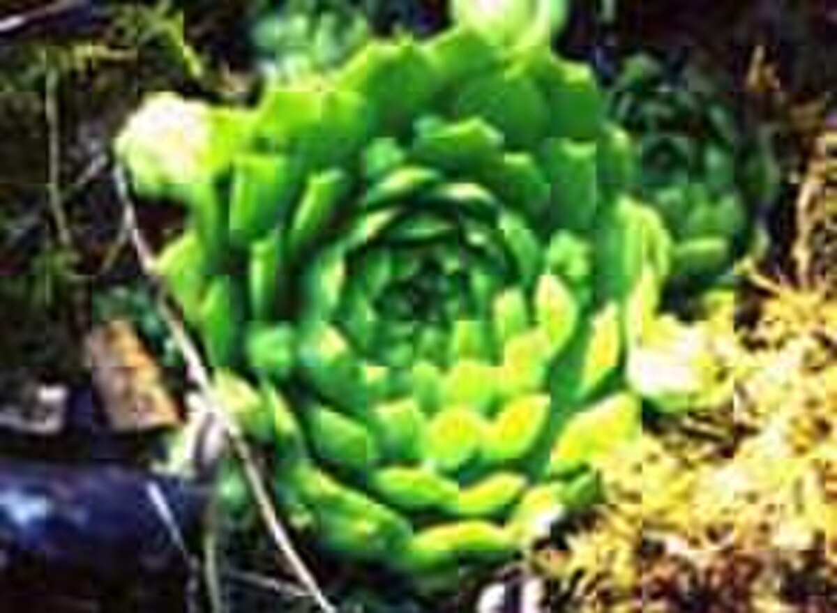 Pachyphytum oviferum