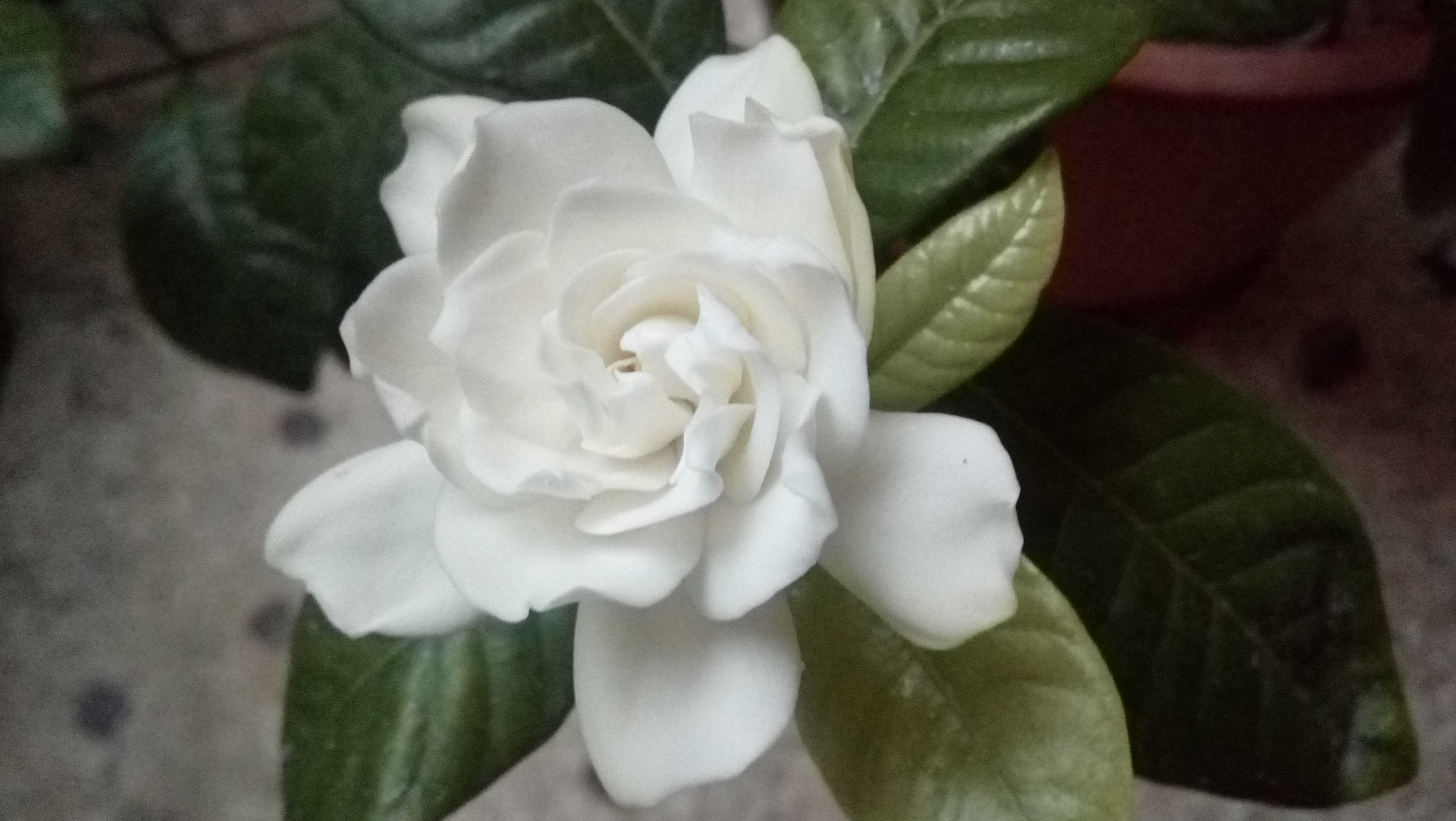 Gardenia