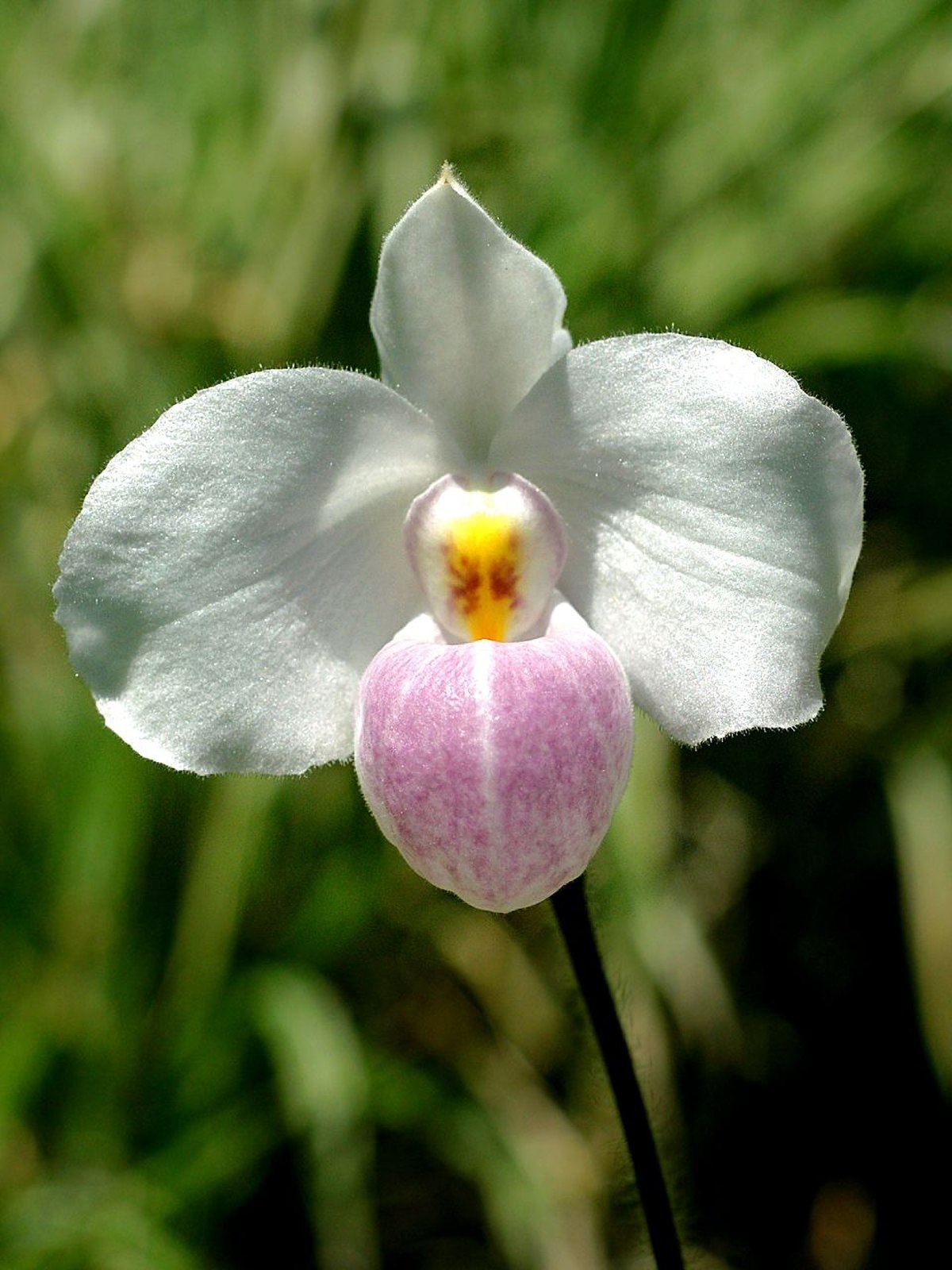 Paphiopedilum delenatii