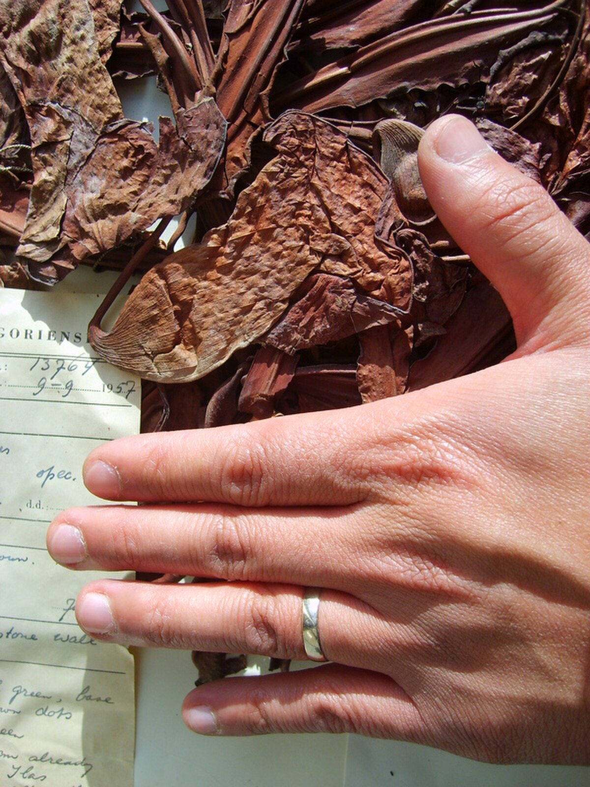 Nepenthes campanulata