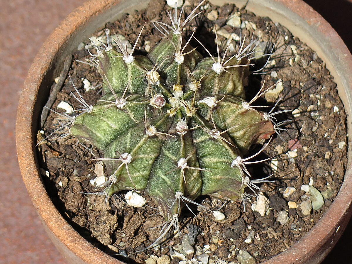 Gymnocalycium mihanovichii