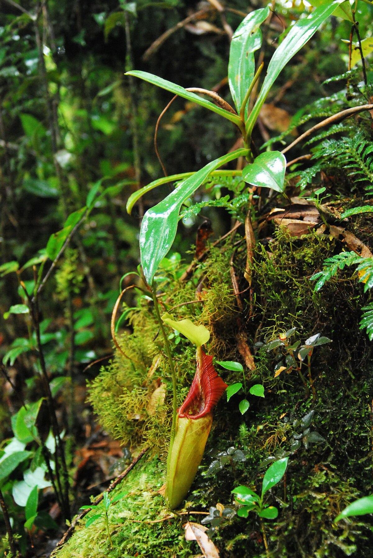 A rosette plant with a lower pitcher