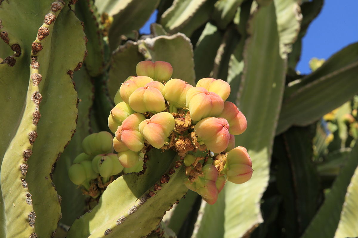 Euphorbia acrurensis