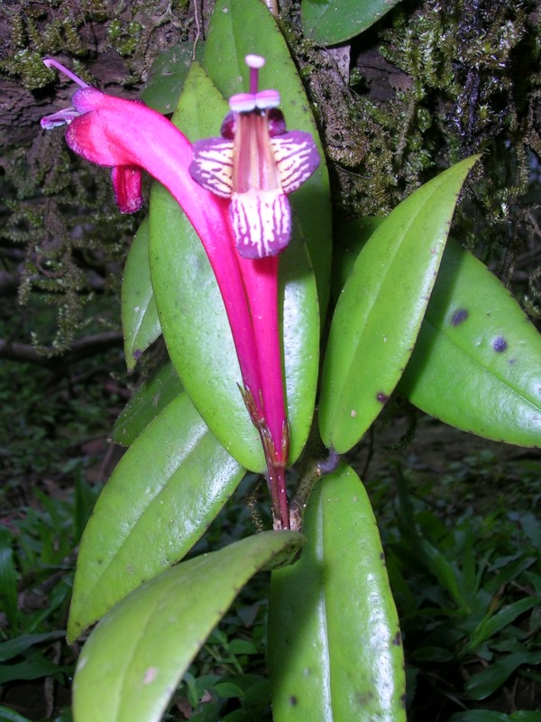 Aeschynanthus japhrolepsis