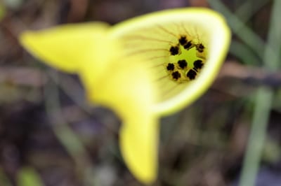 Sarracenia