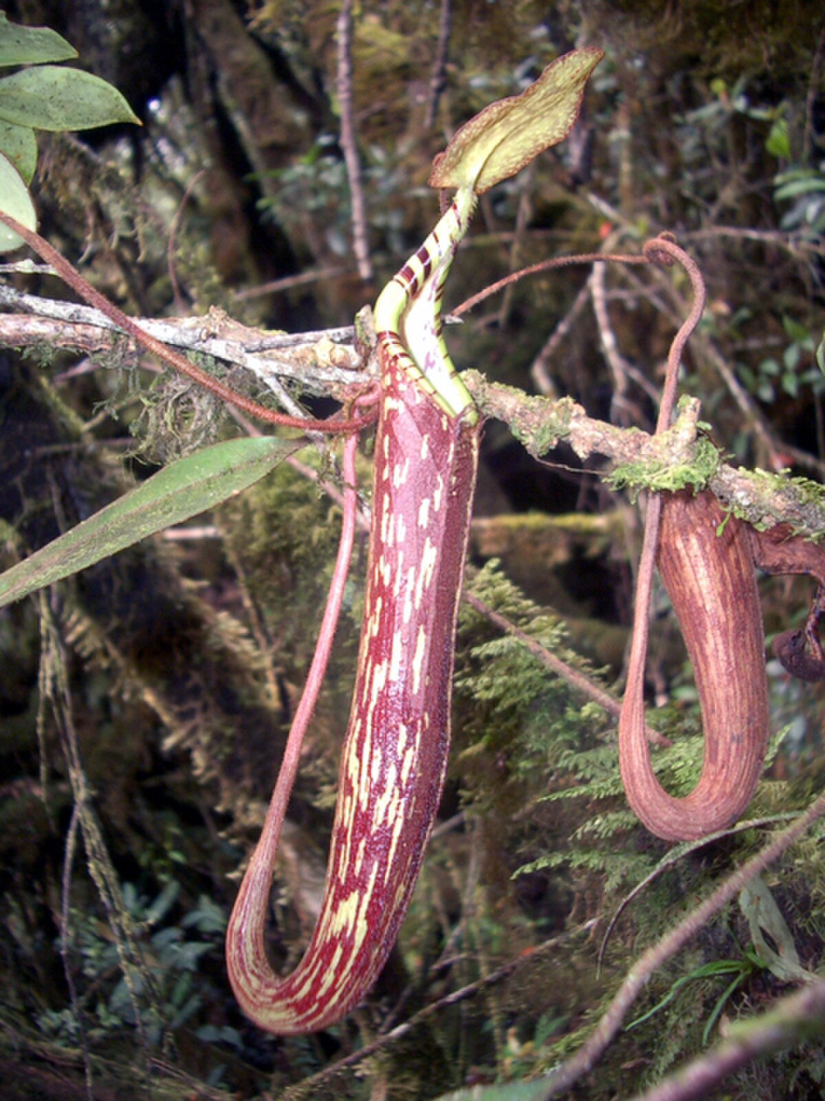 Nepenthes Spectabilis