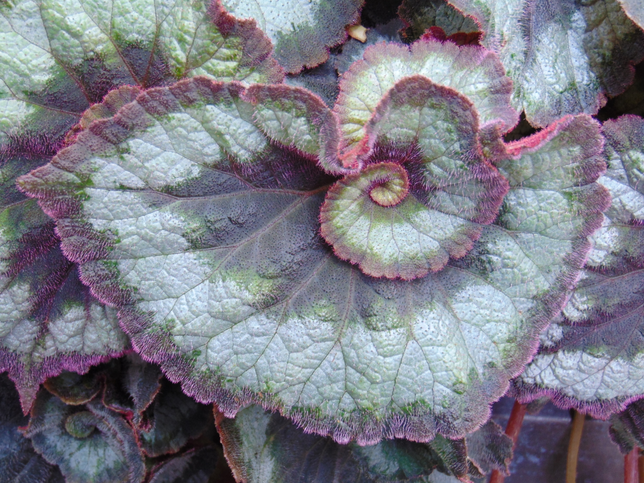 Begonia rex