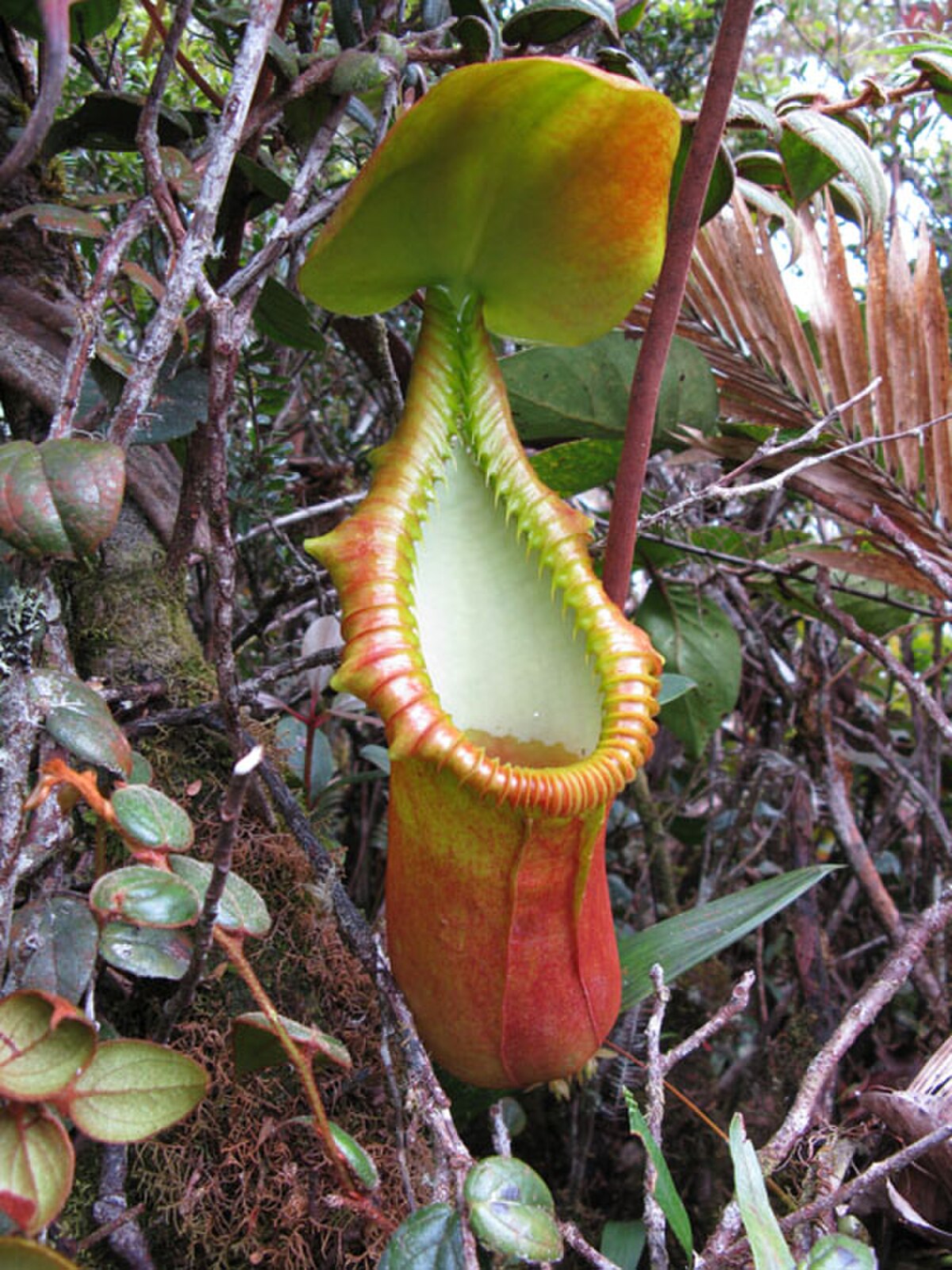 An intermediate pitcher