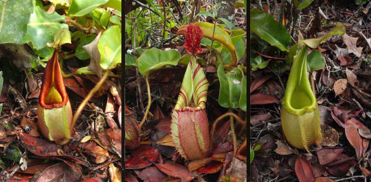 Pitchers of three colour variants of the Bornean endemic N. veitchii