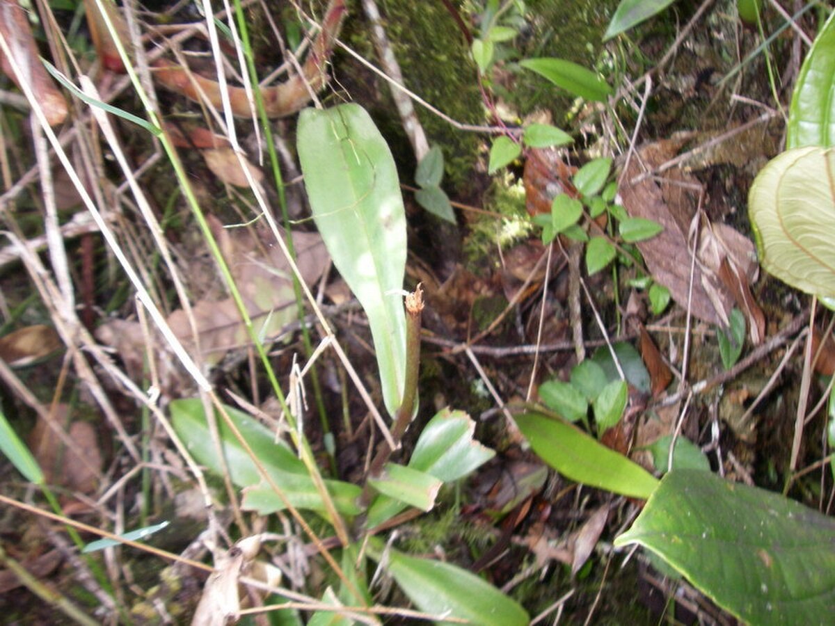 The base of a severed climbing stem of N. aristolochioides: the result of plant poaching in Kerinci Seblat National Park