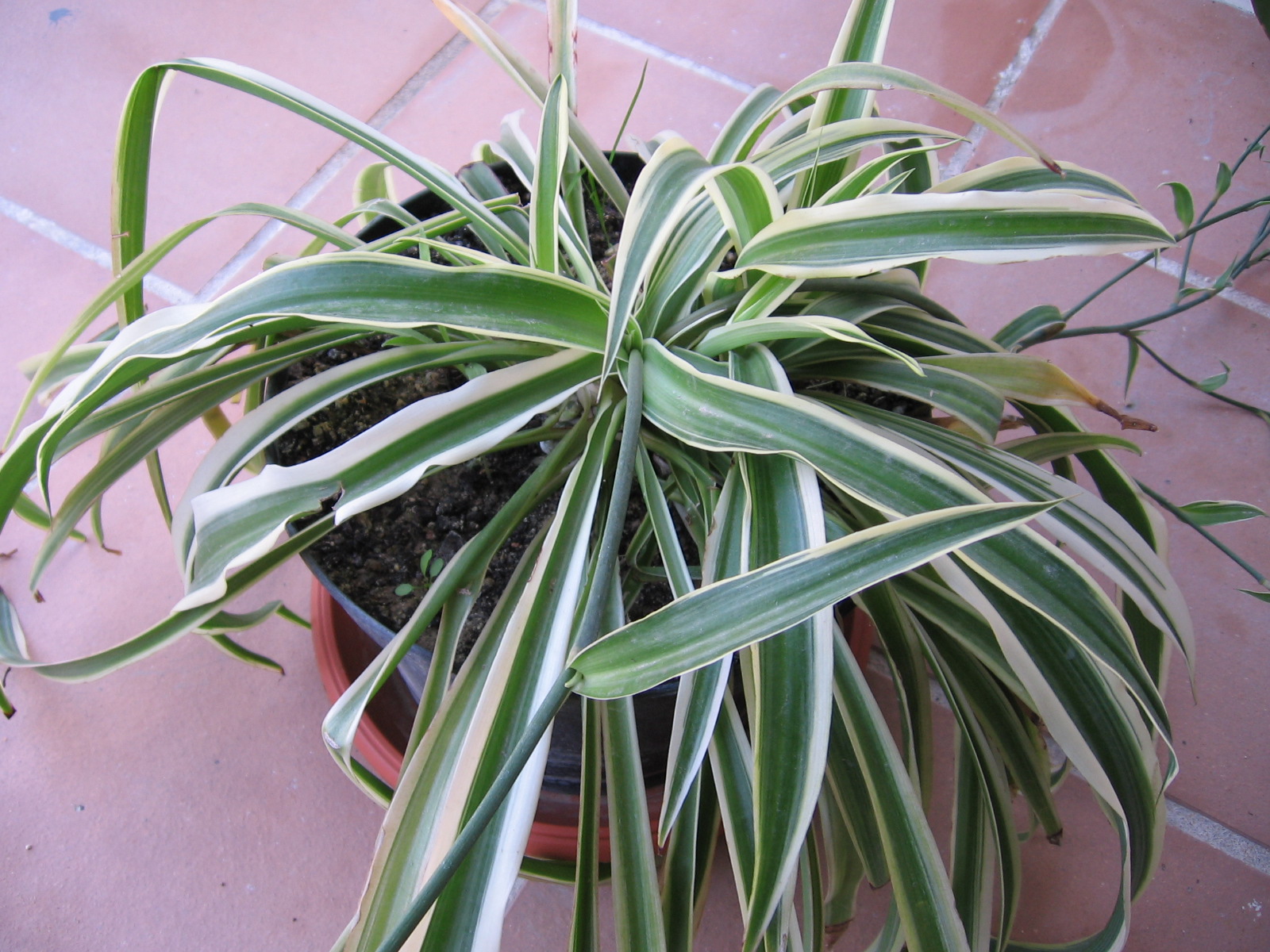 Chlorophytum comosum