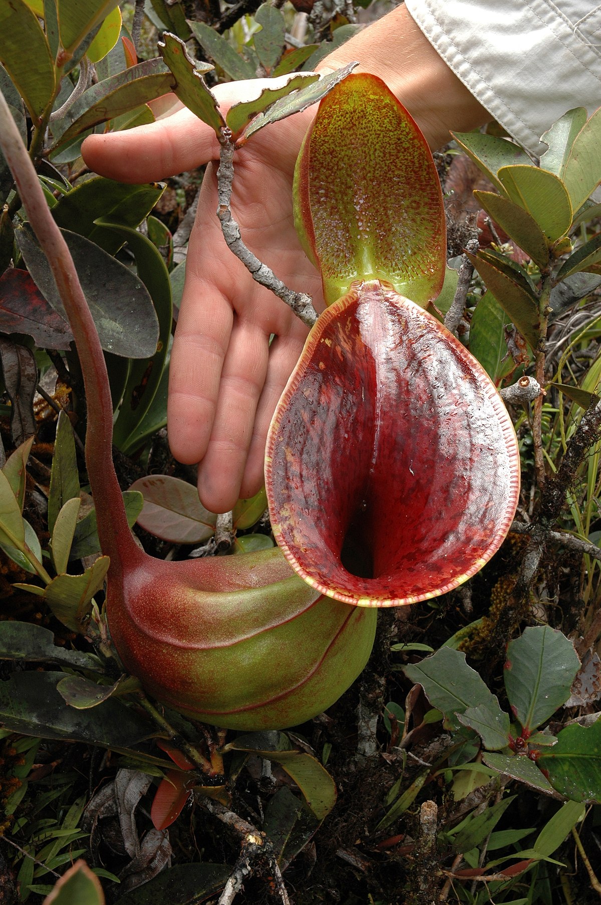 An upper pitcher