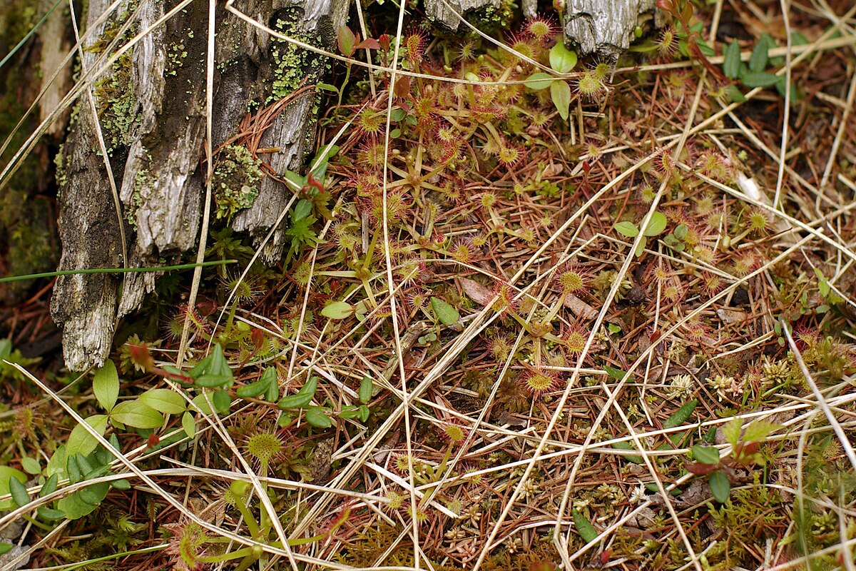 Drosera rotundifolia