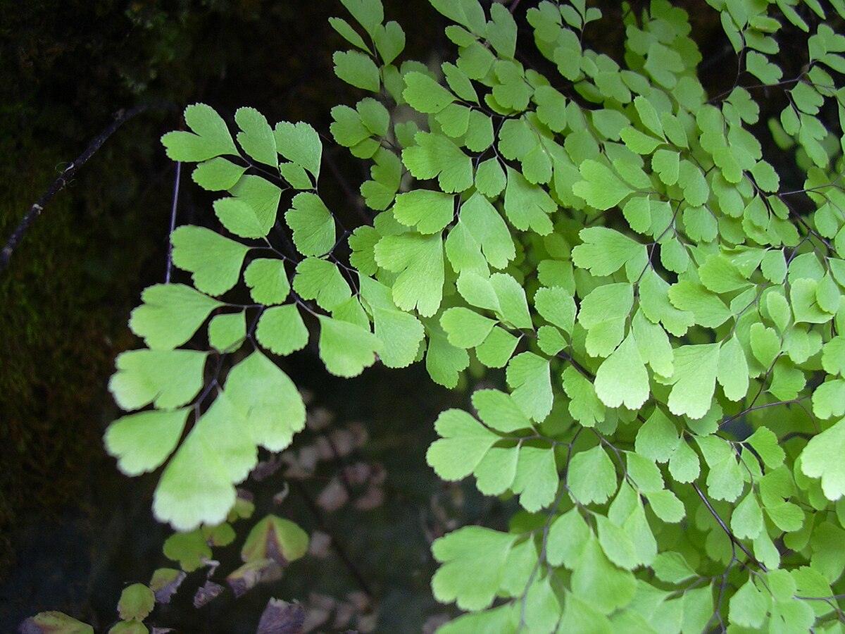 Adiantum raddianum