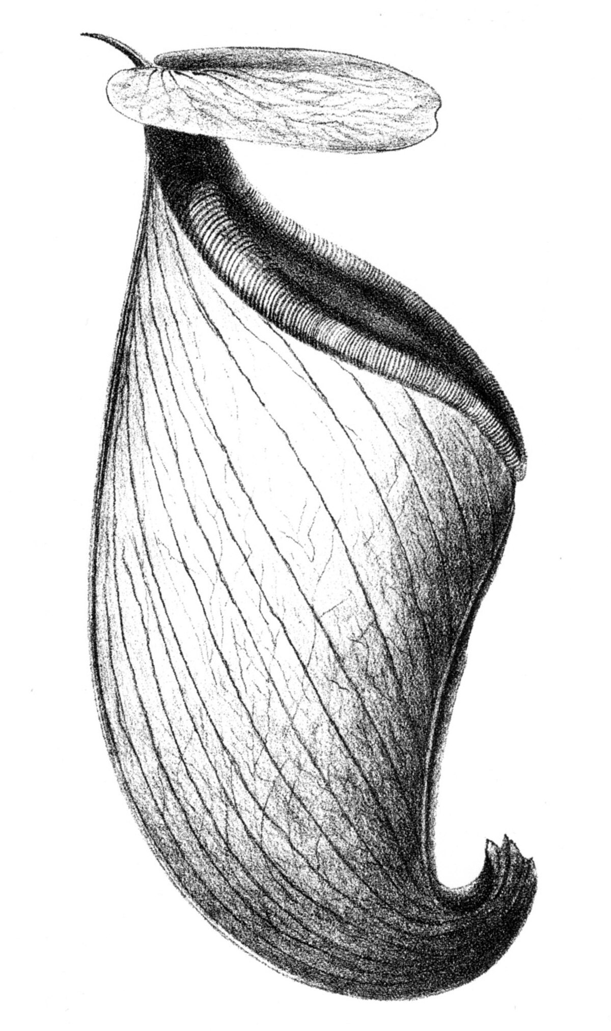 Bailey's original illustration of an N. rowaniae pitcher, published in 1897