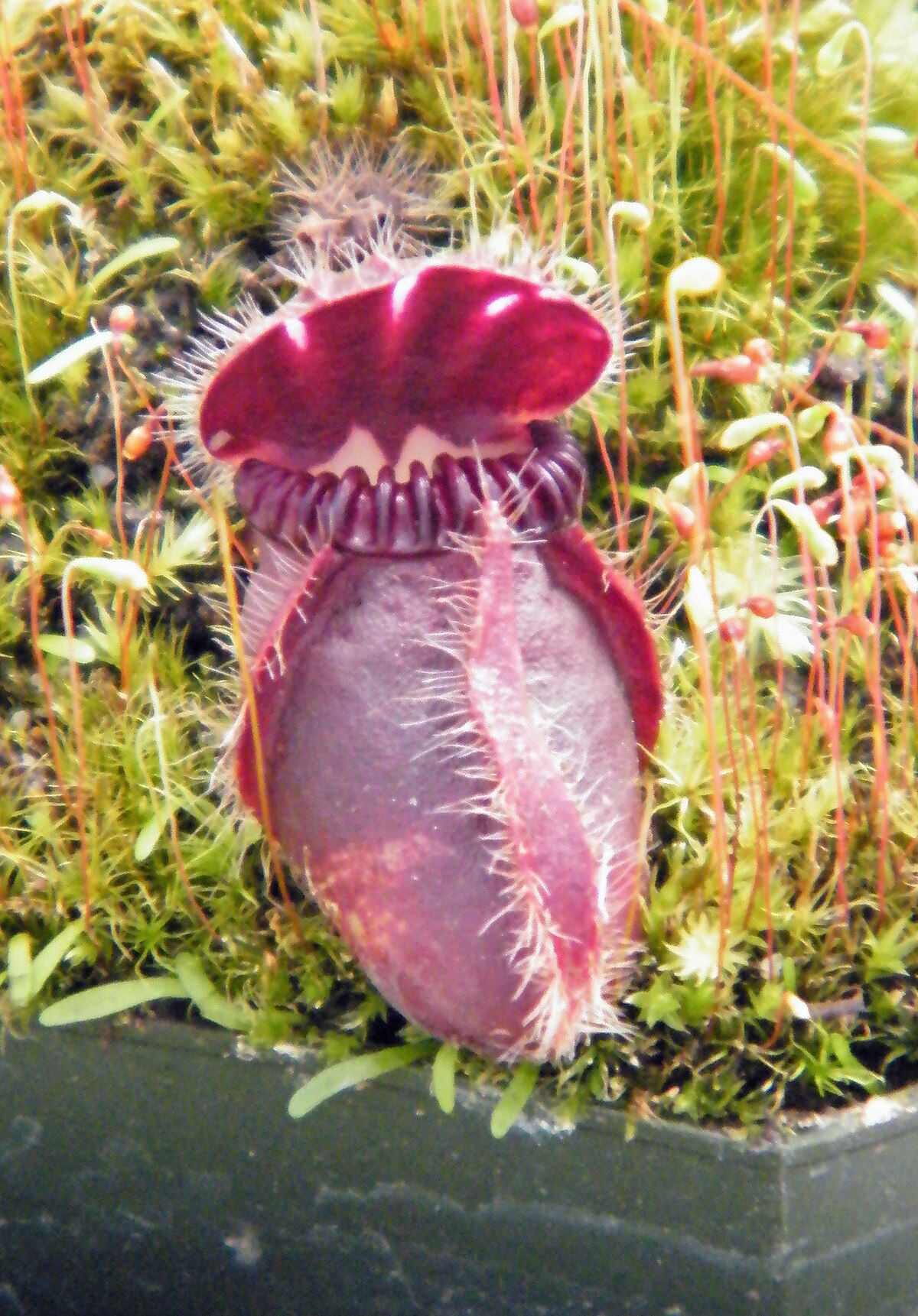 Cephalotus follicularis