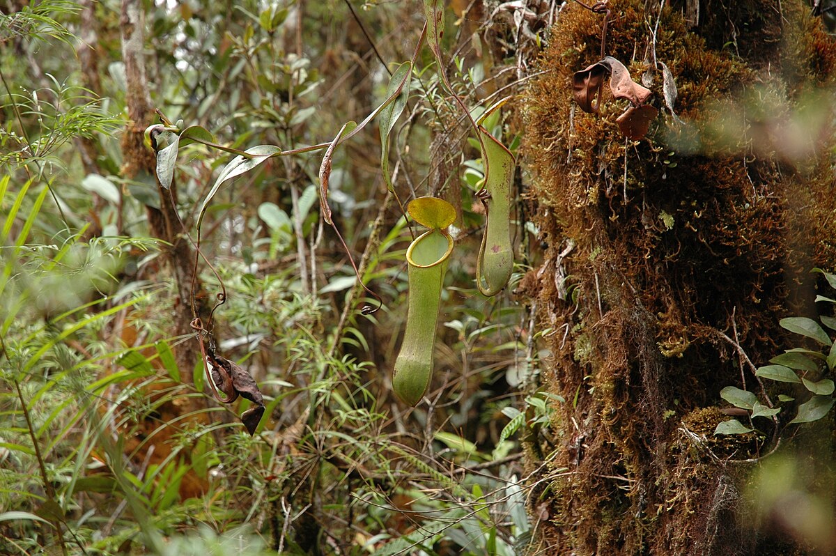 Nepenthes murudensis