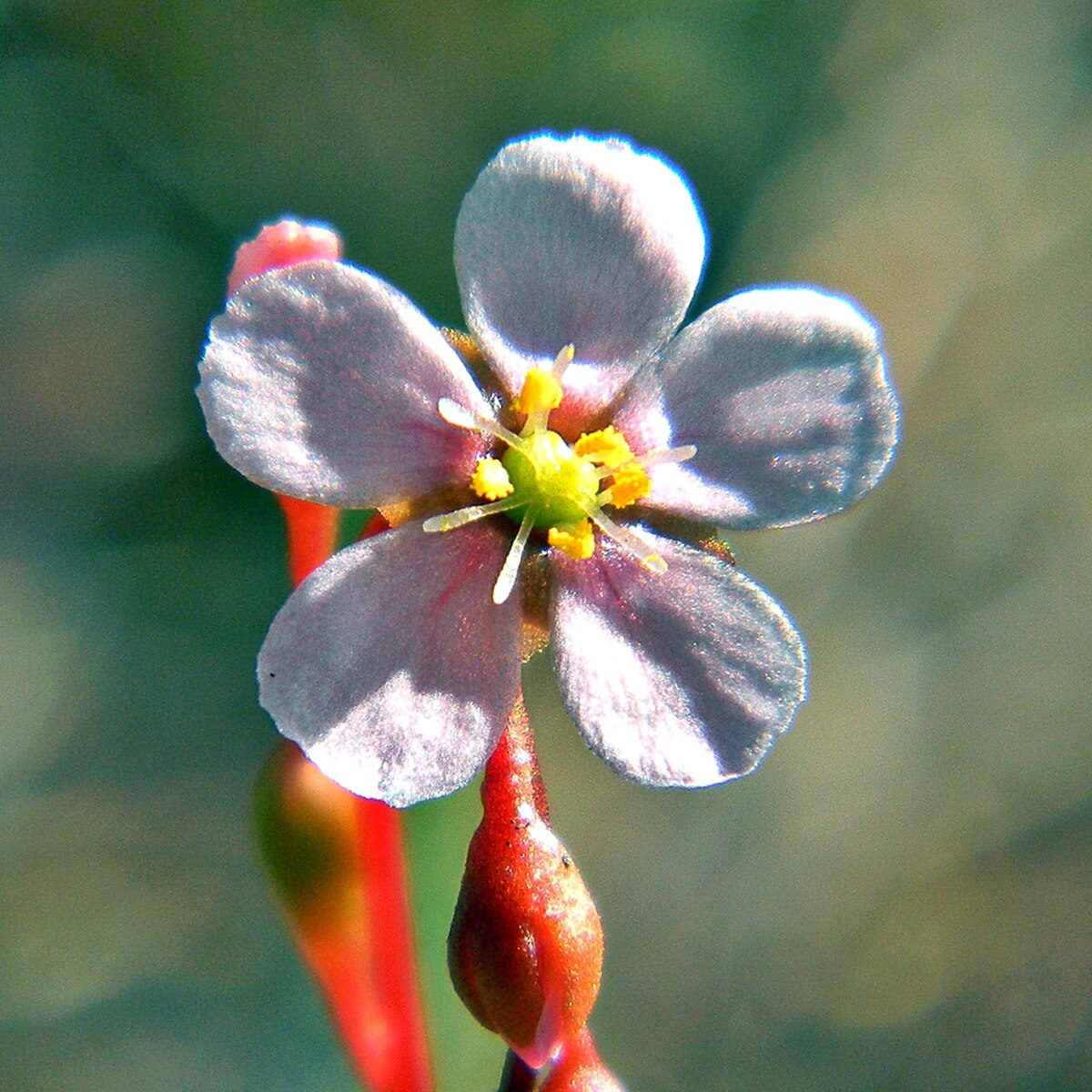 Drosera capillaris