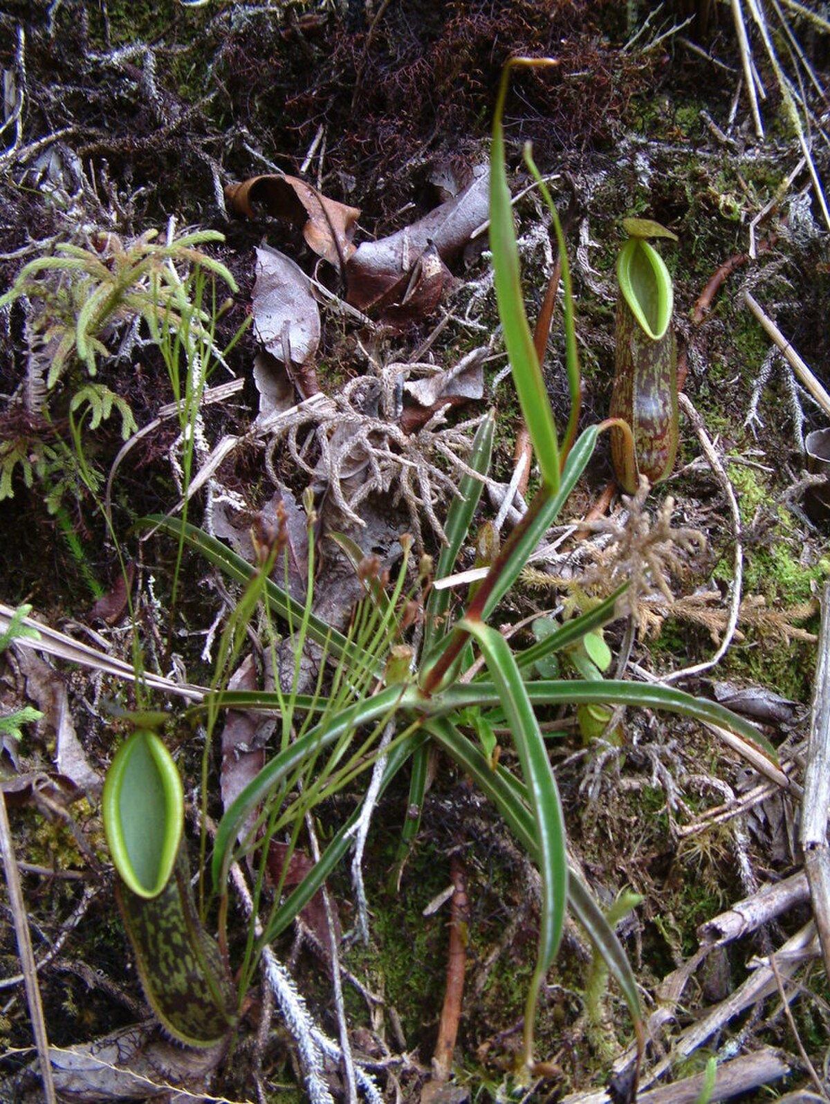 A rosette plant from Sulawesi