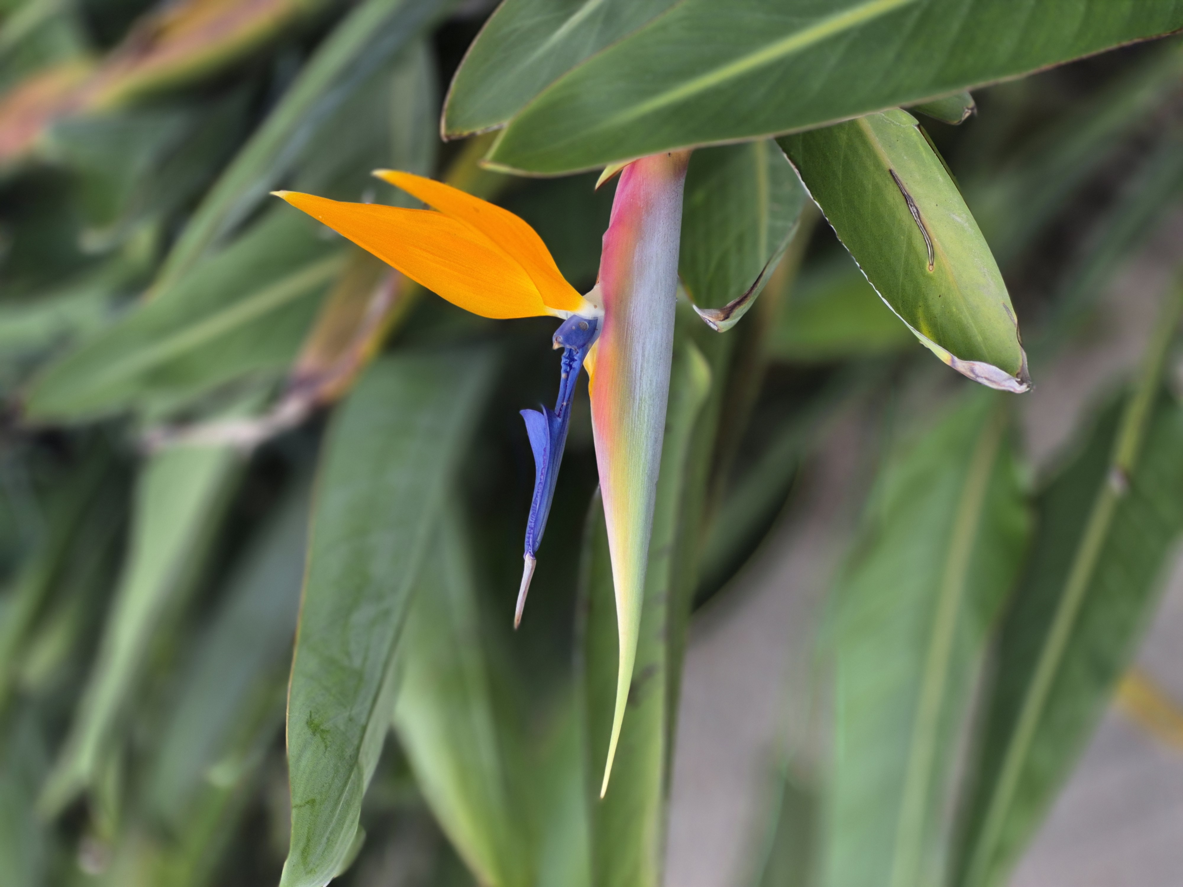 Strelitzia reginae