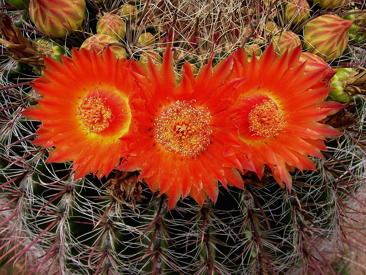 Ferocactus wislizeni
