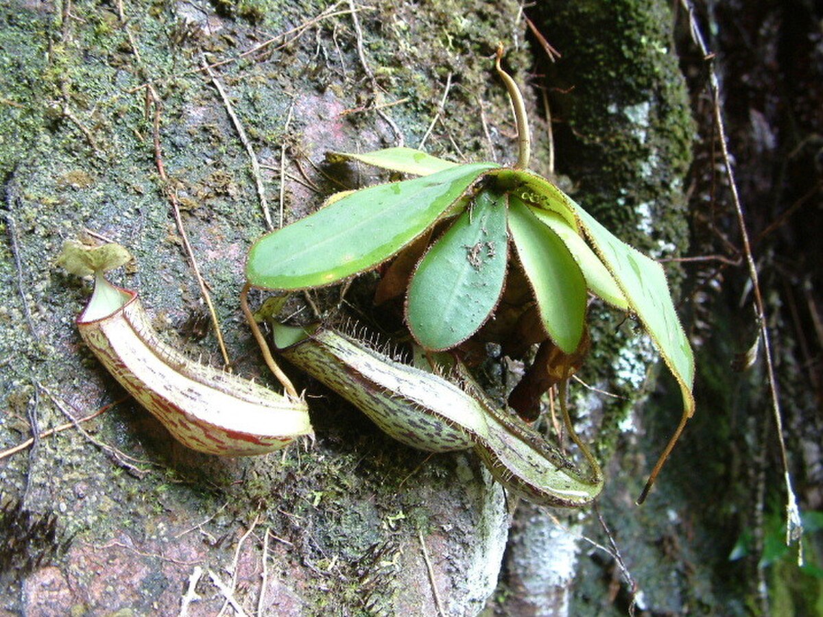 Nepenthes adnata
