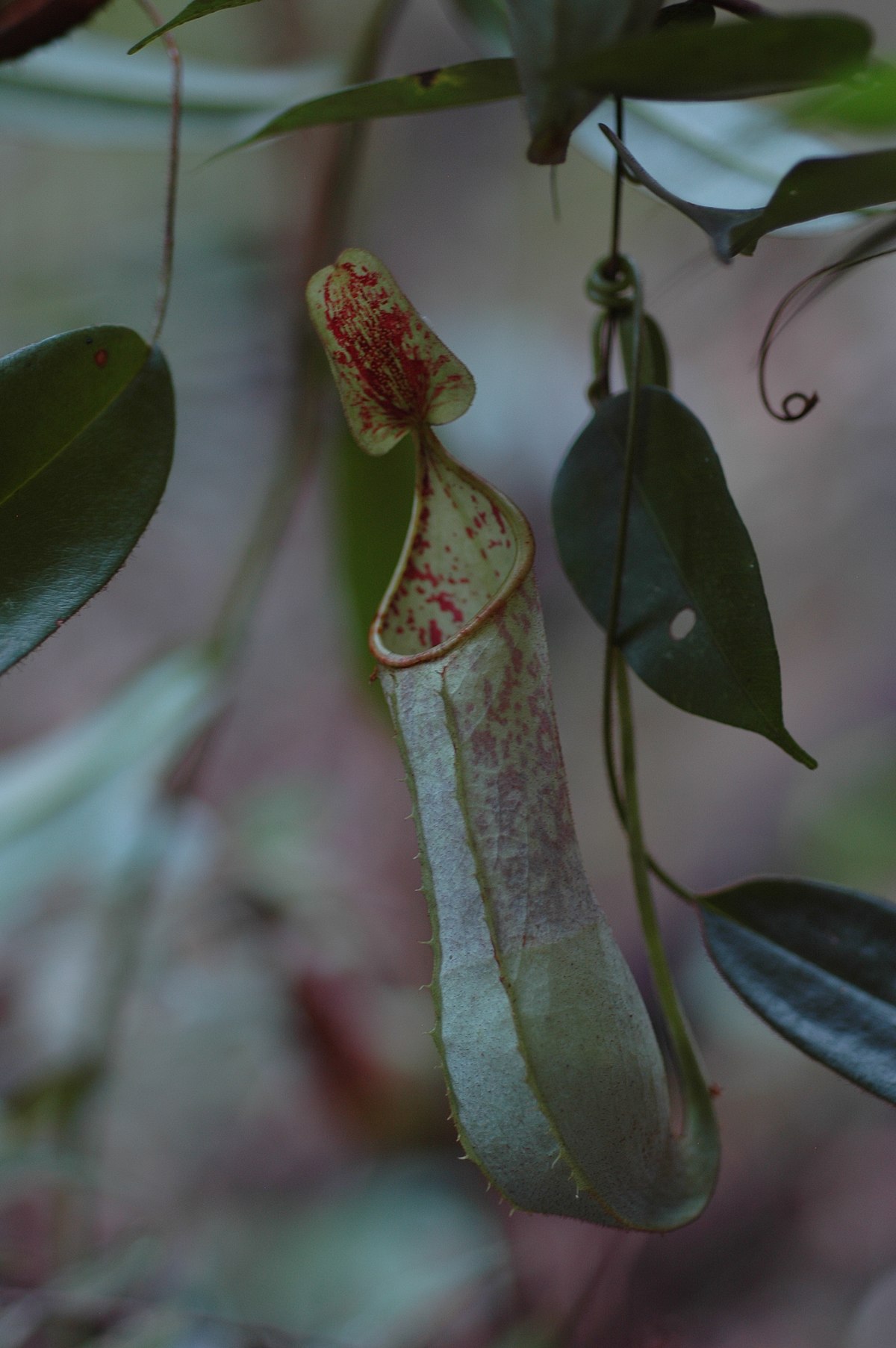 Nepenthes hispida